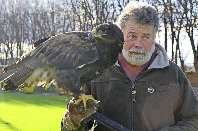 Majesttische Adler und faszinierende Falken