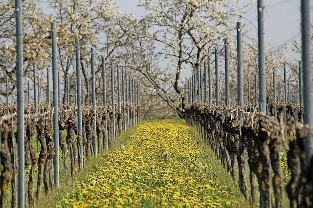 Es grnt und blht, die Weinmesse ruft