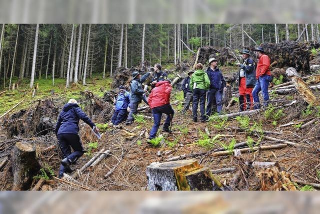 Wo Rinder weideten wchst Wald