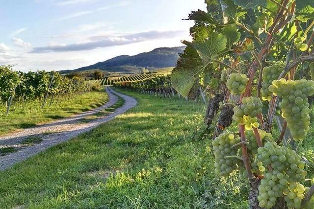 Wie badische Winzer gezielt Weintouristen in die Region locken wollen