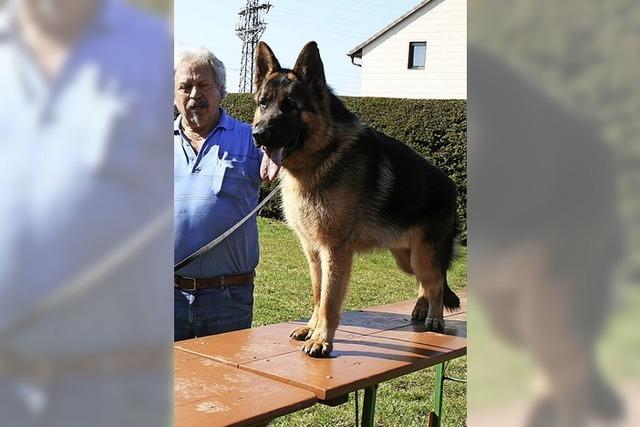 Vom Charakter des Hundes