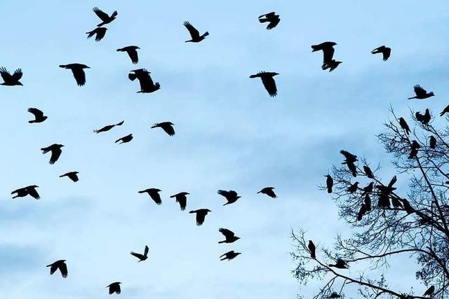 Warum Raben und Krhen zunehmend Kleinstdte besiedeln