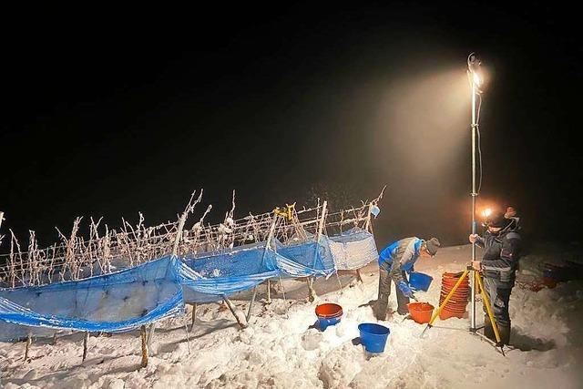 Kaisersthler Eisweinlese im Tiefschnee - bei minus neun Grad