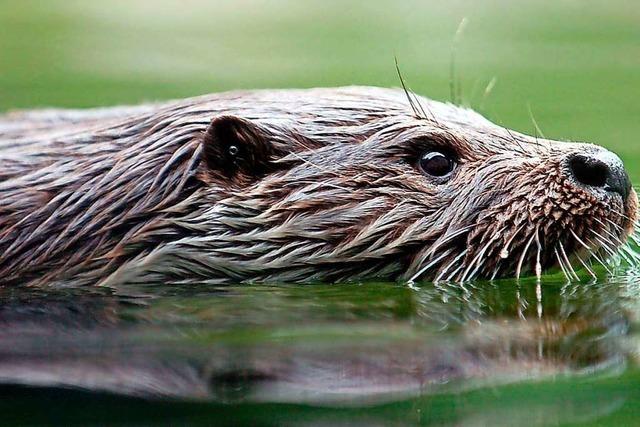 Der Fischotter ist fr manche der Wolf der Teiche