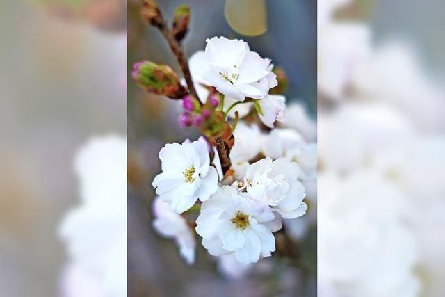 Ein bisschen Frhling