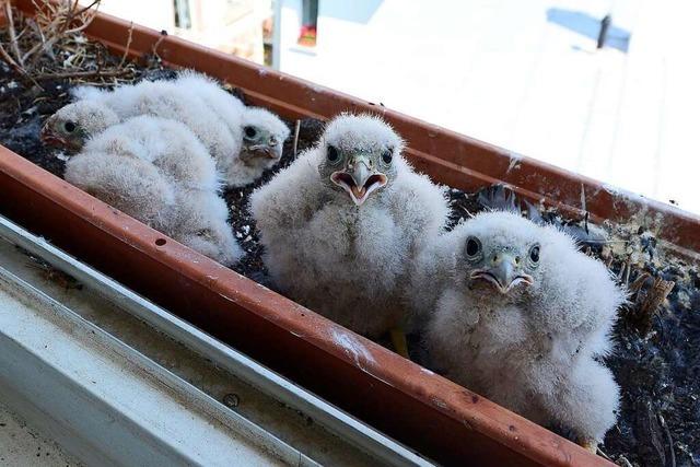 Freiburger streamt Turmfalken-Nistplatz vor dem Kchenfenster