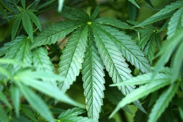 Cannabisplantage mitten im Wohngebiet in Elzach