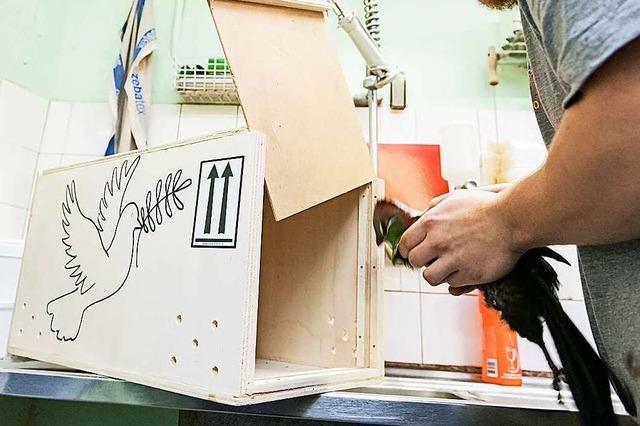 Wenn Zootiere auf Reisen gehen, braucht es einen guten Plan – und passende Boxen
