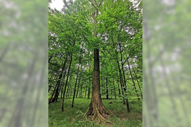 Flatterulmen als Hoffnungstrger im Klimawandel