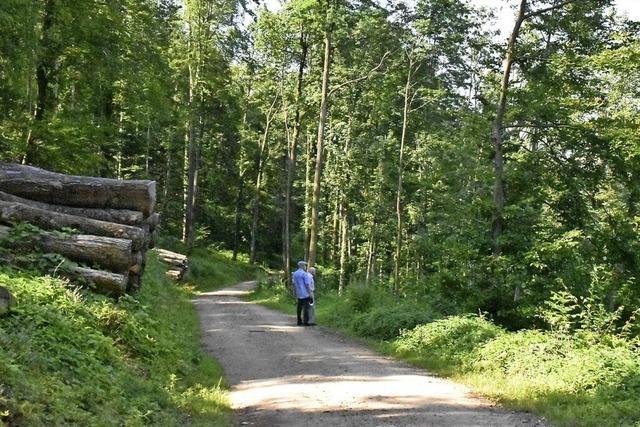 Stadtwald wirft lngst keinen Gewinn mehr ab