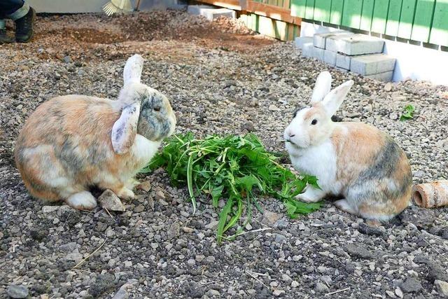 Ein Besuch bei den Kaninchen und Katzen des Lffinger Tierheims