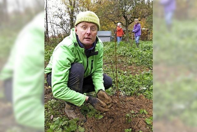 350 Setzlinge in Mundingen gepflanzt