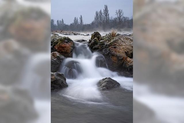 Der Rhein – eine bedrohte Lebensader