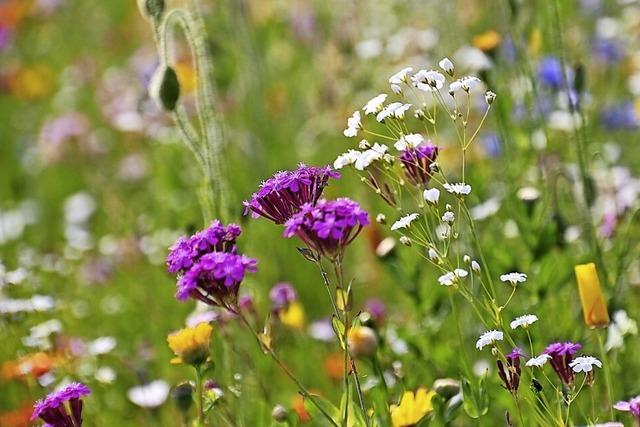 Oberried gibt doch kein Geld fr Gartenfestival