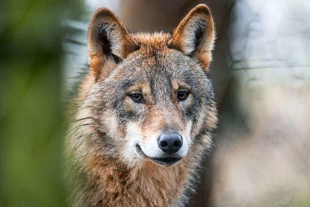 Die Anlage fr Wlfe im Tierpark Lange Erlen in Basel kann kommen