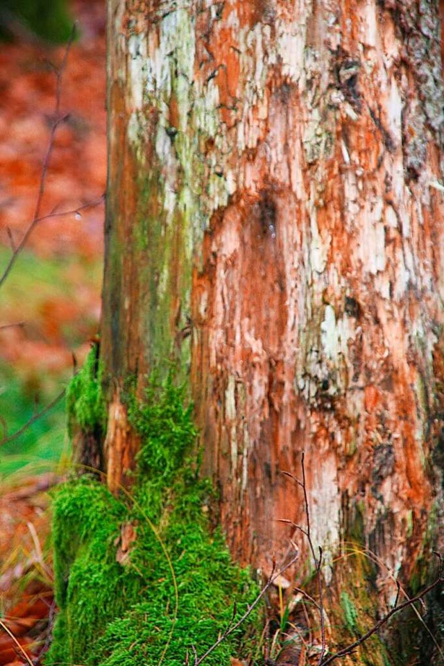 In Schopfheim soll unter anderem der Totholz-Anteil erhöht werden. | Foto: Marlies Jung-Knoblich In Schopfheim soll unter anderem der Totholz-Anteil erhöht werden. | Foto: Marlies Jung-Knoblich