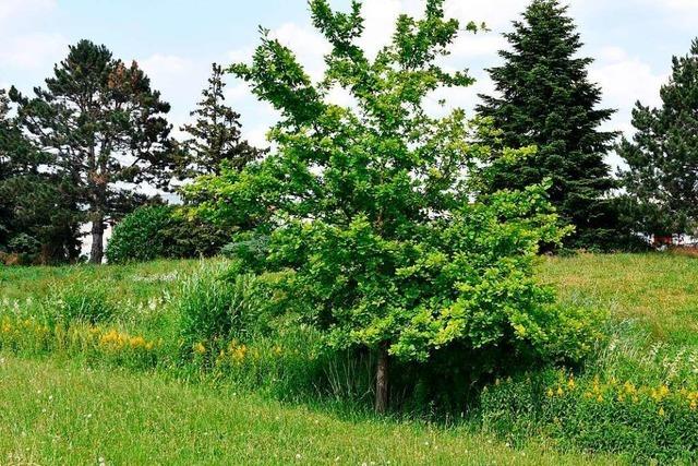 Schwrstadt schliet sich der Biotopverbundplanung von Rheinfelden an