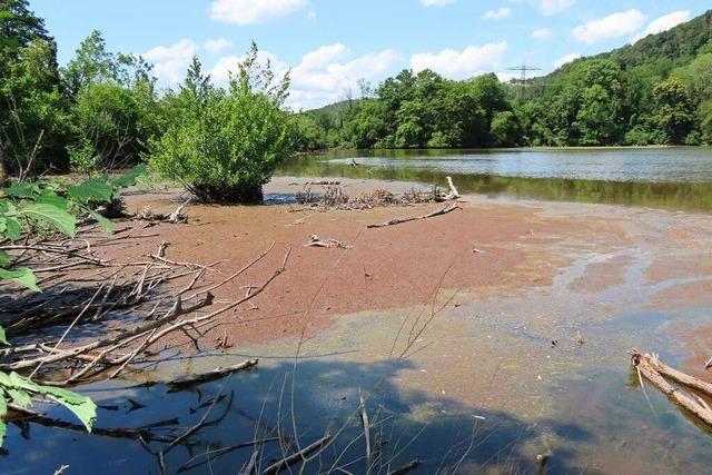 Ein Biotop in Gefahr - Hitze und Wassermangel setzen der Wehrabucht zu