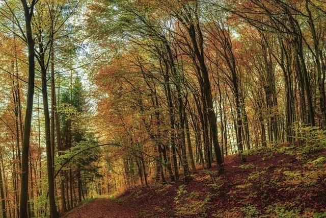 Freiamts Wald schreibt schwarze Zahlen