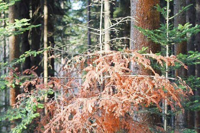 Eisenbacher Gemeinderat sieht Probleme mit dem Borkenkfer