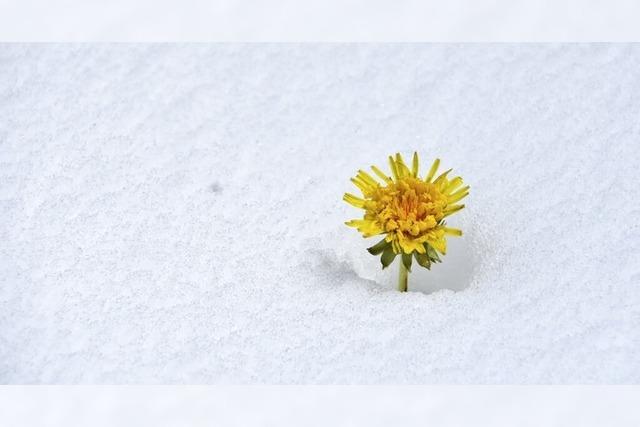 Foto des Tages