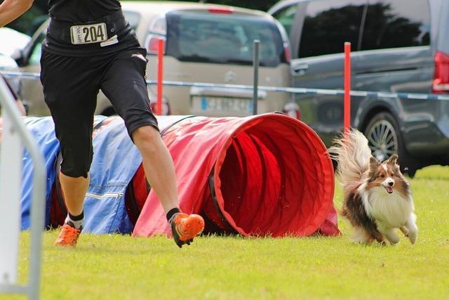 Von Hrde zu Hrde: Zu Besuch beim Agility-Turnier in Emmendingen