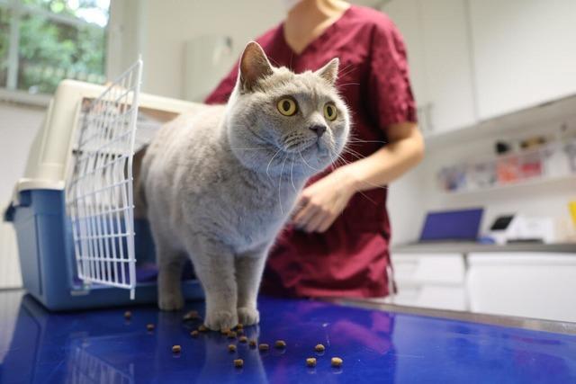 Erkltung bei Hund und Katze: Wie helfe ich meinem Tier?
