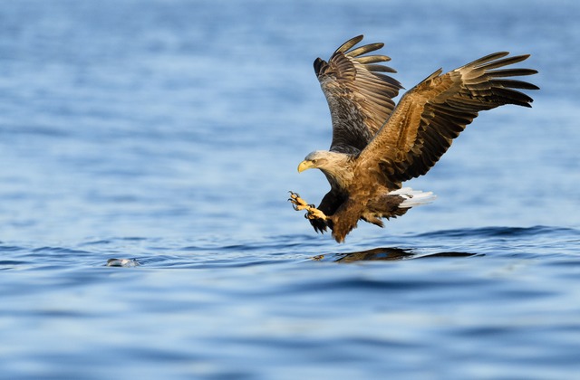 Seeadler jagen, indem sie sich auf ihr... sie auch Fische aus dem Wasser holen. | Foto: BJØRN H STUEDAL (stock.adobe.com) Seeadler jagen, indem sie sich auf ihr... sie auch Fische aus dem Wasser holen. | Foto: BJØRN H STUEDAL (stock.adobe.com)