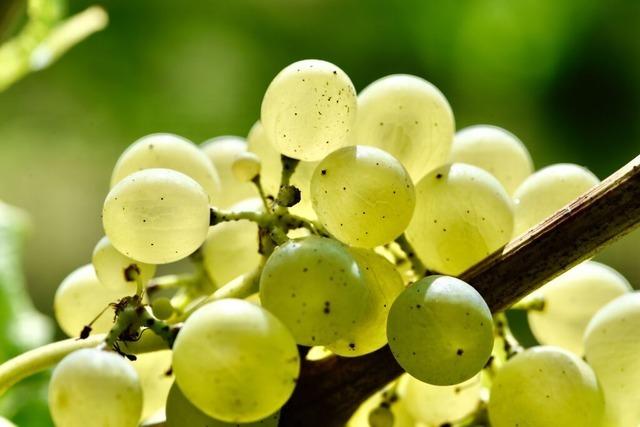 Schmuggelware Weinreben – So abenteuerlich kam der Mller-Thurgau nach Baden