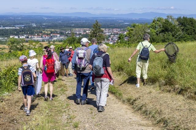 Steinkuzen im Kreis Lrrach setzen Regen und Pipeline-Bau zu, stellt der Nabu fest