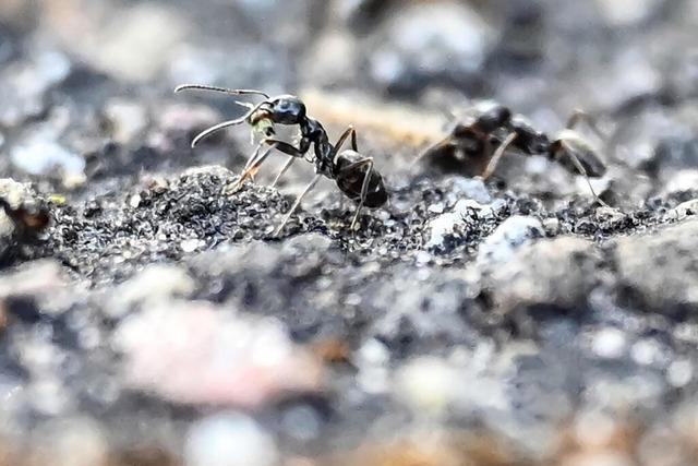 Insektenkundler ber Tapinoma magnum: Es gibt keine 