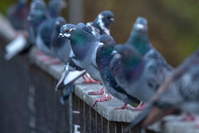 Taubenkot vom Balkon entfernen – und Gesundheitsrisiken vermeiden