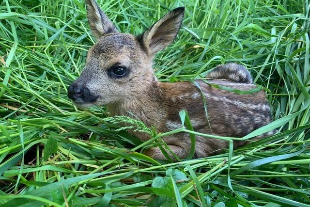 Rehkitzretter aus der March: "Es ist ein Leid, wenn Tiere gewaltsam zu Tode kommen"