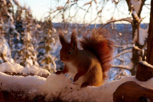 Wenn Eichhrnchen vom Ast fallen: Klimawandel schwcht Tiere