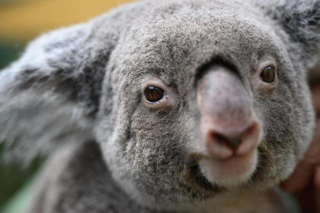 Warum Australien 700 Koalas aus der Luft abgeschossen hat
