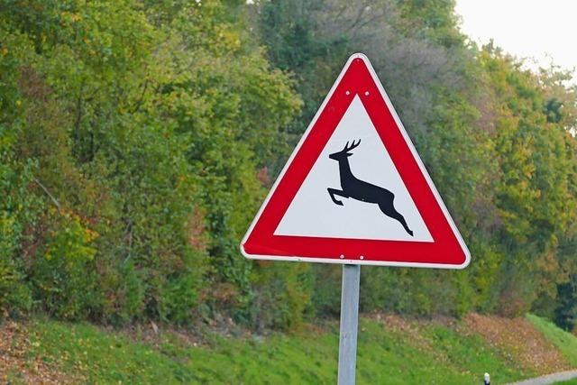 Von Rehen, Campern und Mountainbikern: Auggens neue Jagdpchter stellen sich im Rat vor