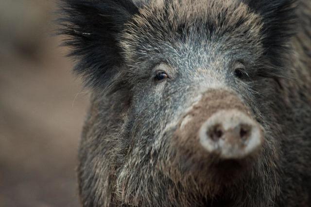 Wildschwein luft bei Brombach vor ein Auto – 20-Jhriger bleibt offenbar unverletzt