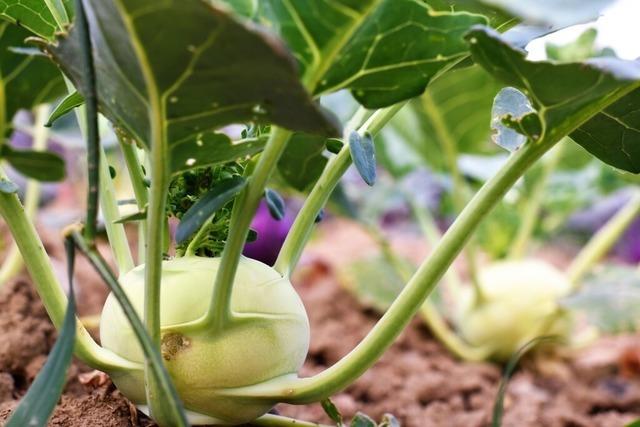 Ob in Rahm, als Carpaccio oder gefllt - Kohlrabi ist vielseitig einsetzbar