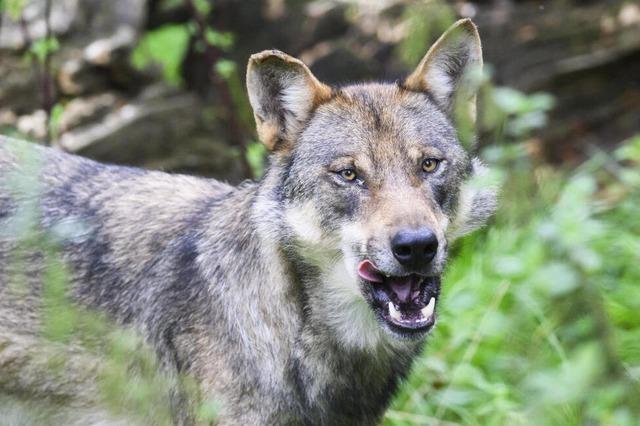 Wolf in Au nachgewiesen: Was bedeutet das fr die Region?