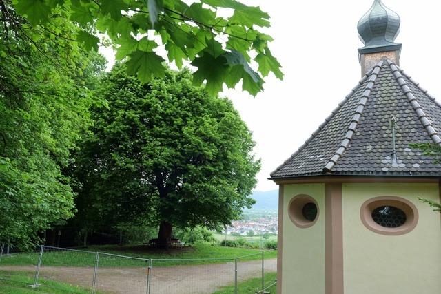 Die alte Linde auf dem Giersberg in Kirchzarten steht nicht mehr sicher