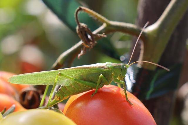 Die Tiere und Pflanzen in Denzlingen werden gezhlt