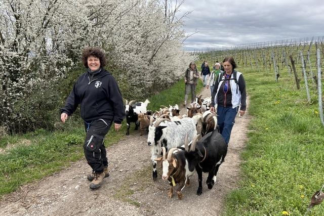 Mit der Zwergziegenflsterin unterwegs: Was hat die Ziegenwanderung in Bischoffingen zu bieten?