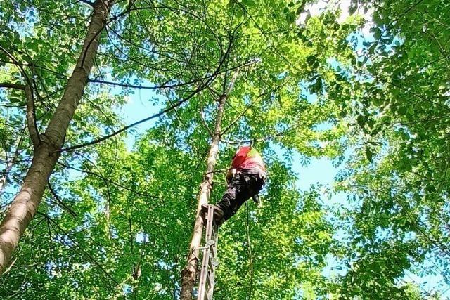 Der Kenzinger Wald soll sein Wasser behalten