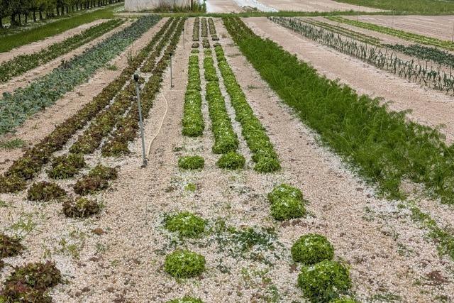 Hagel zerstrt 500 Salatkpfe und Getreide in Biengen und Mengen
