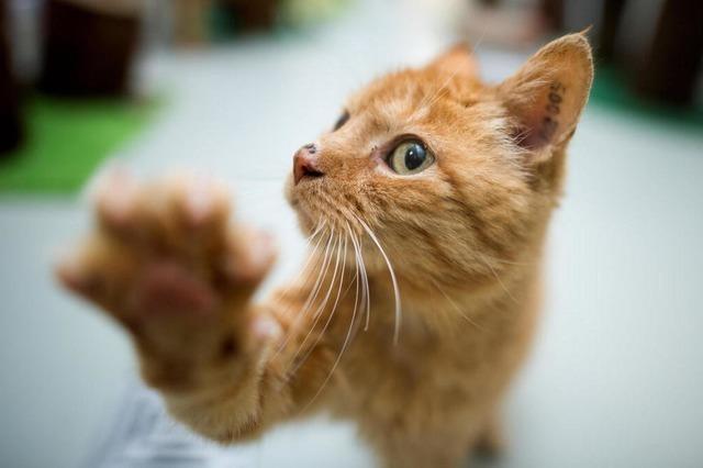 Mssen Waldkircher Katzenhalter ihre Tiere bald kastrieren lassen?