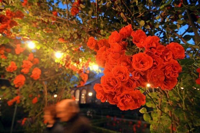 Der Rosenabend in Lahr feiert eine Neuauflage