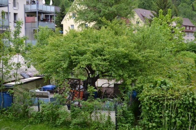 Ob mit oder ohne Gartenzwerg – Schrebergrten sind auch in St. Blasien gefragt