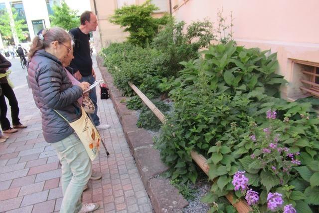 Auch Innenstdte wie Offenburg bieten Pflanzen Lebensraum und Insekten Futter