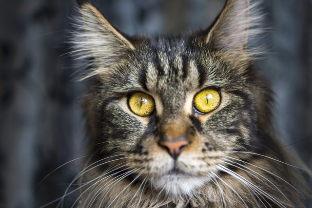 Auch eine Maine Coon-Katze war unter d...mit gefälschten Papieren (Symbolfoto). | Foto: Lemur (stock.adobe.com) Auch eine Maine Coon-Katze war unter d...mit gefälschten Papieren (Symbolfoto). | Foto: Lemur (stock.adobe.com)