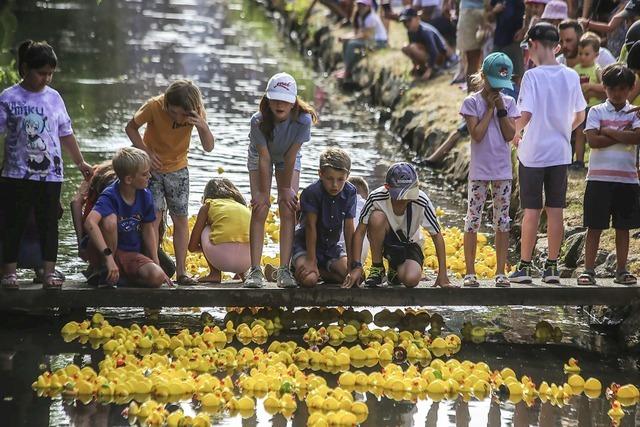 Enten schwimmen um die Wette